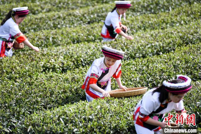 白族村民在茶園采摘?！钊A峰 攝