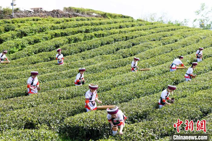 眾多白族村民身著民族服飾走進(jìn)茶園采摘。　楊華峰 攝