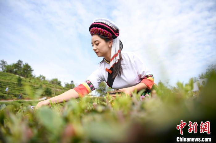 白族村民身著民族服飾采摘白茶。　楊華峰 攝