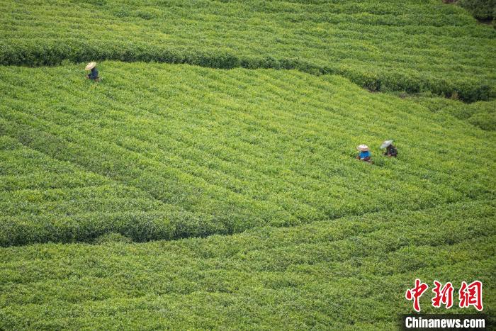 茶農(nóng)采摘谷雨茶?！√普?攝