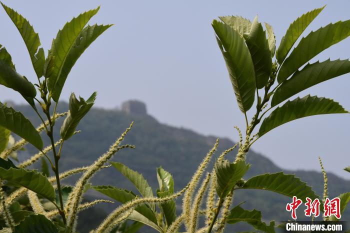 長城腳下，“栗”花盛開?！『略破?攝