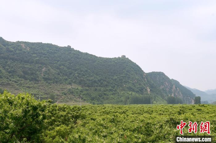 長城腳下萬畝栗花綻放，散發(fā)出淡淡清香。　郝云崎 攝