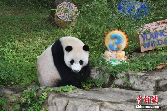 當(dāng)?shù)貢r(shí)間8月21日，旅美大熊貓幼崽“小奇跡”迎來3周歲生日。華盛頓國(guó)家動(dòng)物園給“小奇跡”舉辦了“生日派對(duì)”，眾多游客前來給“小奇跡”慶生。<a target='_blank' href='/'><p  align=