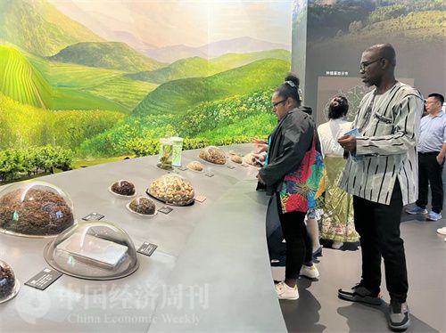   （在中國(guó)藥都中醫(yī)藥博物館，外媒記者了解中醫(yī)藥發(fā)展史。中國(guó)經(jīng)濟(jì)周刊記者 郭志強(qiáng) 攝）