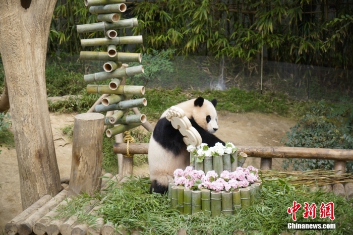 資料圖：旅韓大熊貓“福寶”。<a target='_blank' href='/'><p  align=