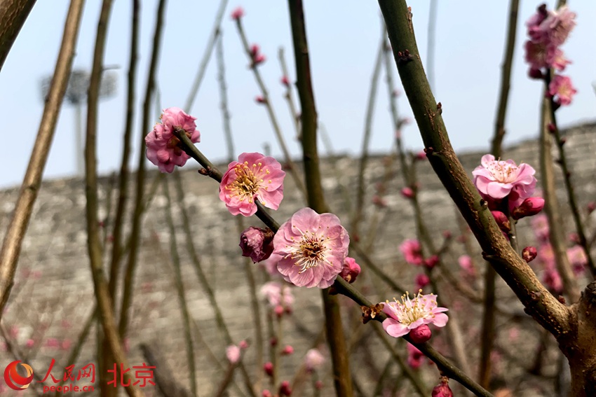 明城墻遺址公園梅花初綻。 人民網(wǎng) 池夢(mèng)蕊攝