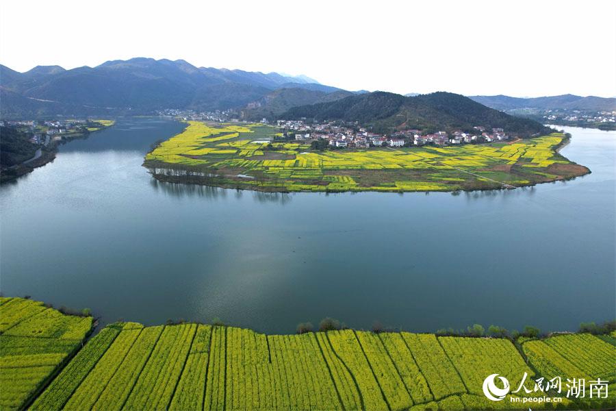 春江水暖，油菜花開。人民網(wǎng) 李芳森攝