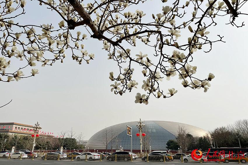 長安街畔玉蘭綻放。人民網(wǎng) 尹星云攝