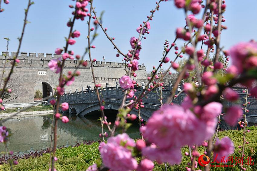 古城花開春意濃。 人民網(wǎng) 朱鵬濤攝
