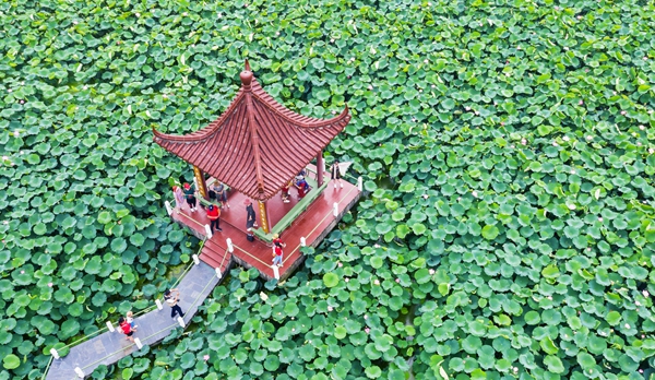 圖為金湖萬畝荷花蕩。陳義寶攝