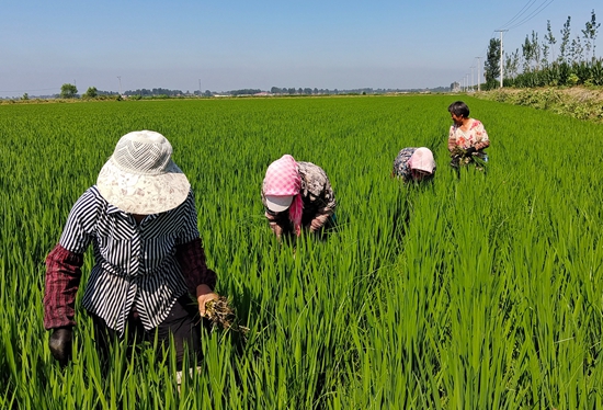 7月15日，農(nóng)民在河北省玉田縣石臼窩鎮(zhèn)王家樓村稻田勞作。 張仁杰攝