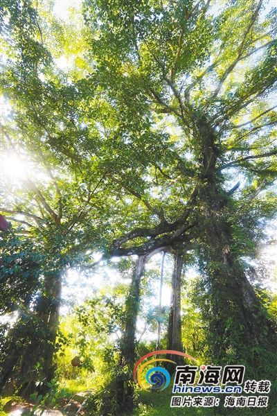 百花嶺雨林文化旅游區(qū)內(nèi)的百年古榕樹。海南日報記者 蘇曉杰 攝
