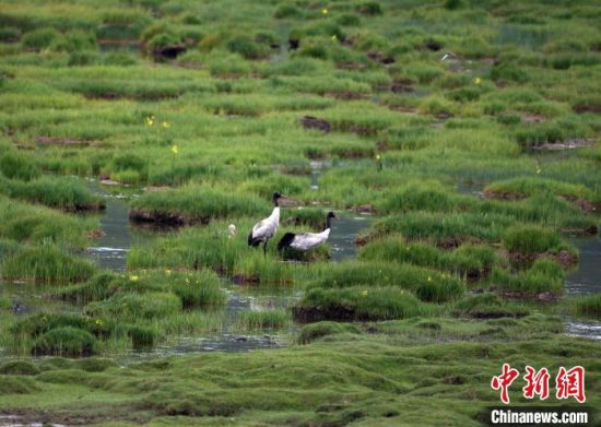 圖為祁連山國家公園青海片區(qū)內(nèi)的黑頸鶴?！∑钸B山國家公園青海省管理局供圖 攝
