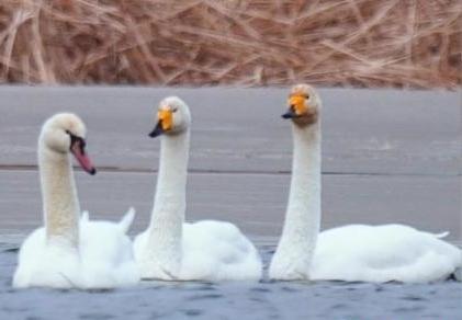 圖為疣鼻天鵝與大天鵝。　青海國(guó)家公園觀鳥協(xié)會(huì)供圖 攝