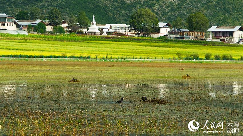 納帕海成為鳥類遷徙停留地。呂昊辰攝