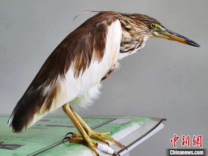 圖為被救助的國家一級重點保護動物池鷺?！×鴿商?攝