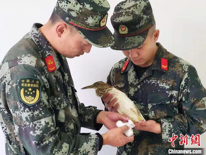 圖為武警官兵正在為國家一級重點保護動物池鷺包扎?！×鴿商?攝
