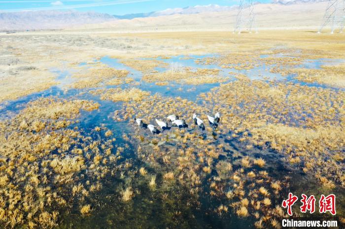 圖為一群黑頸鶴在濕地中央行走。　卡美燕 攝