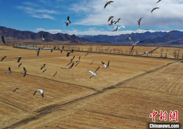 圖為黑頸鶴在拉薩市林周縣境內(nèi)飛翔。　貢嘎來松 攝