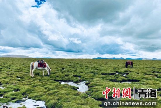 圖為長江南源沼澤濕地。李江寧攝