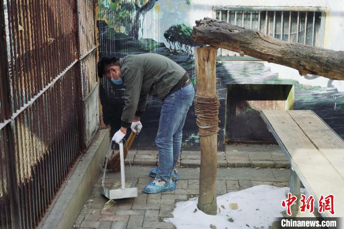 圖為雪豹“奶爸”史壽軍正在打掃豹館衛(wèi)生?！●R銘言 攝