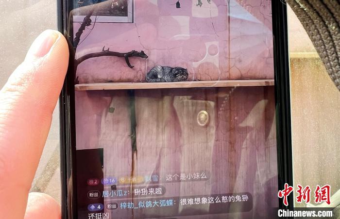 圖為雪豹“奶爸”史壽軍正在直播?！●R銘言 攝