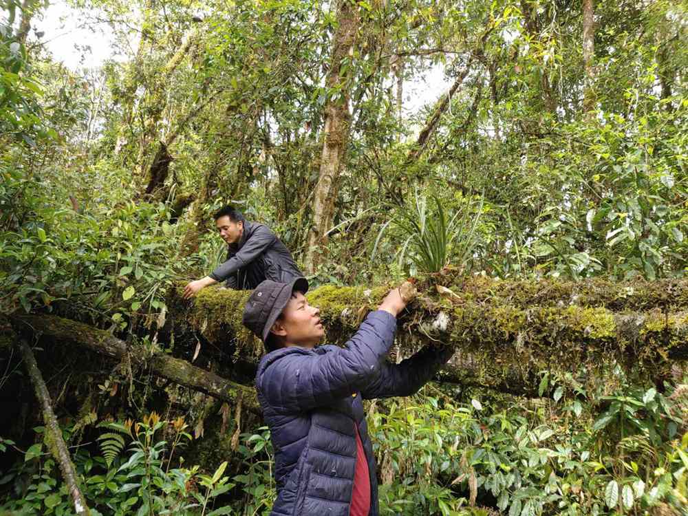 蘭花歸野。圖片由山水自然保護(hù)中心提供