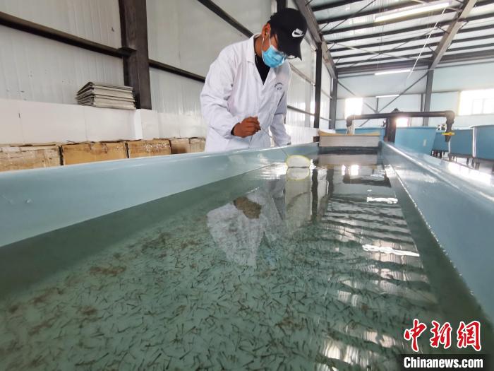 圖為工作人員檢查魚苗?！?zhí)砀?攝
