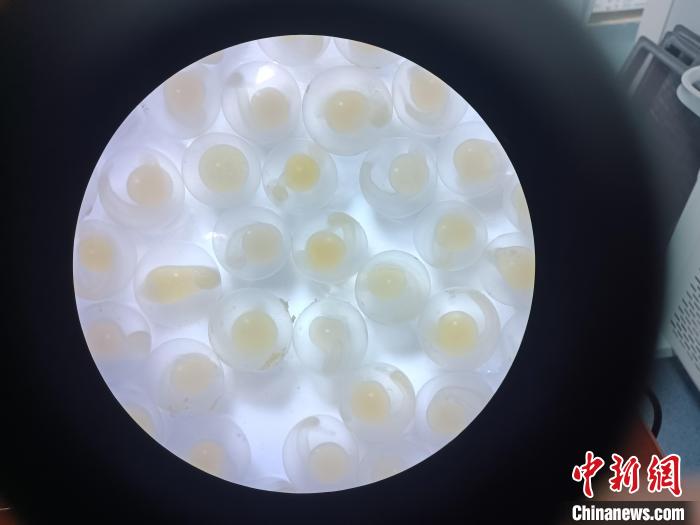 圖為顯微鏡下的魚卵?！∏嗪：沲幘茸o(hù)中心 供圖