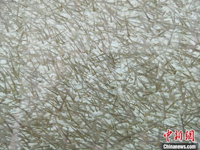 圖為密集分布的魚苗?！?zhí)砀?攝