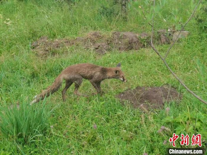 青?；ブ骄戎鷩?guó)家二級(jí)保護(hù)野生動(dòng)物赤狐