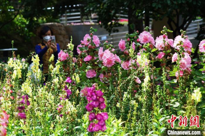 圖為市民在西寧園林植物園內賞花拍照?！●R銘言 攝