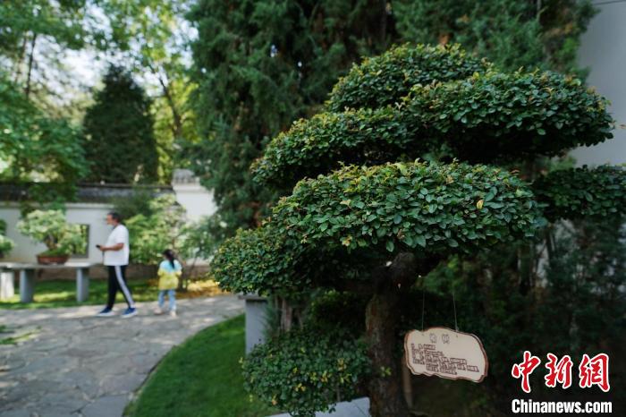 圖為在西寧園林植物園內，造型奇特的盆景吸引市民?！●R銘言 攝
