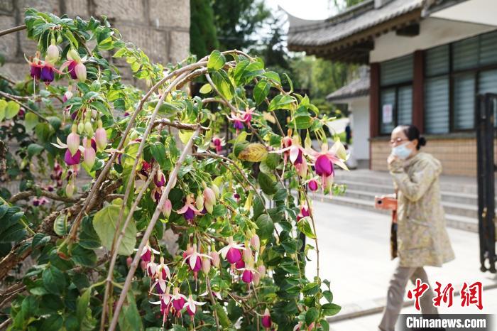 圖為市民在西寧園林植物園內觀賞花卉?！●R銘言 攝