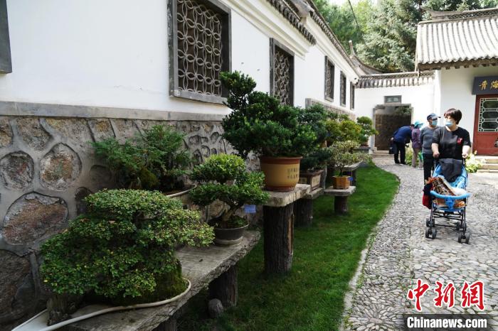 圖為市民在西寧園林植物園內觀賞盆景?！●R銘言 攝