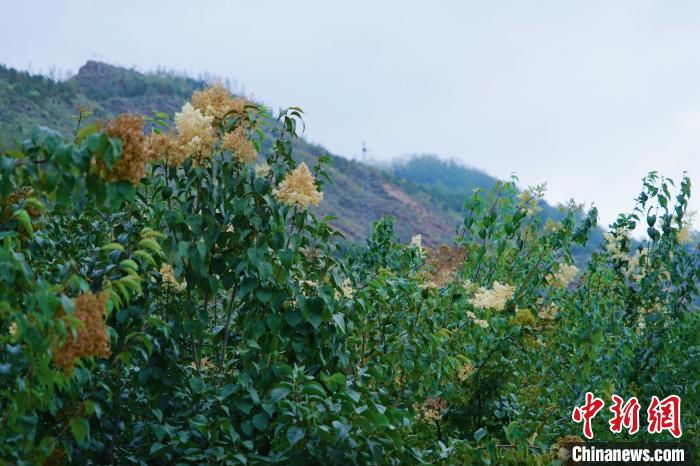 圖為西寧北山上的丁香樹?！●R銘言 攝