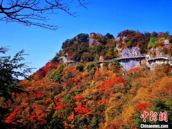 巴山大峽谷漫天紅葉?！埰?攝