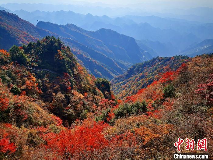 巴山大峽谷漫天紅葉?！埰?攝