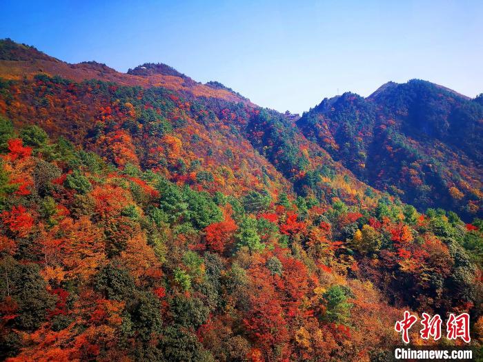 巴山大峽谷漫天紅葉?！埰?攝