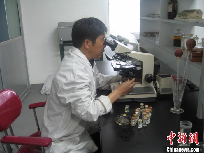 資料圖為研究團隊進行實驗室寄生蟲分類鑒定?！?青海省畜牧獸醫(yī)科學院供圖