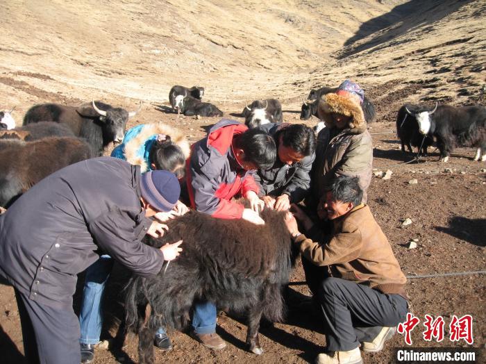 資料圖為研究團隊在青南高原地區(qū)開展了牦牛寄生蟲病流行病學和防治技術研究?！?青海省畜牧獸醫(yī)科學院供圖