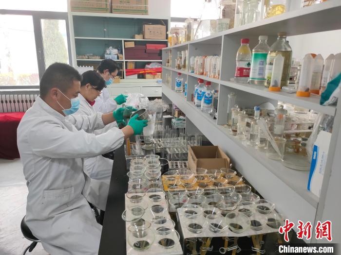 資料圖為研究團隊進行樣本檢查?！?青海省畜牧獸醫(yī)科學院供圖