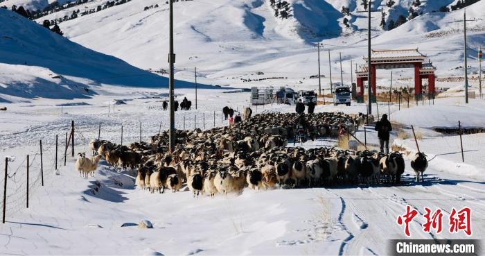 圖為村民在雪地上放牧?！《继m縣融媒體中心供圖