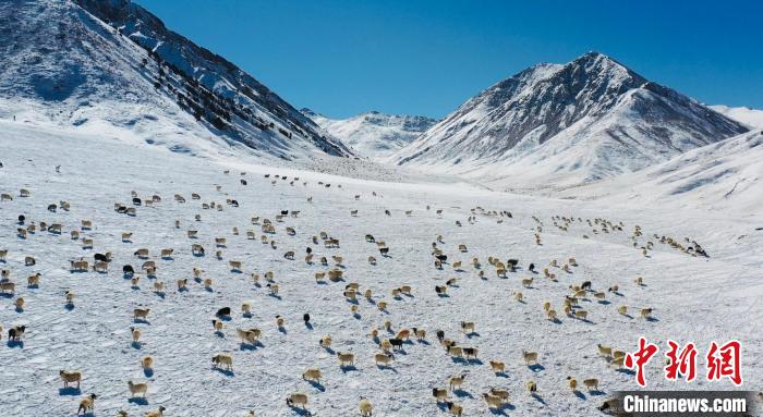 圖為羊群在雪地里覓食?！《继m縣融媒體中心供圖