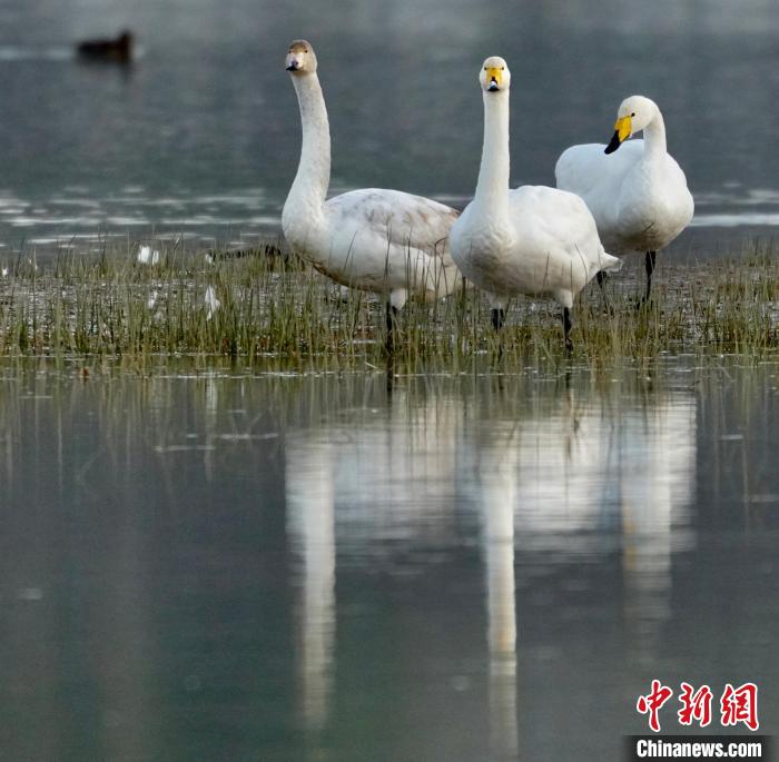 圖為三只大天鵝?！±钣穹?攝
