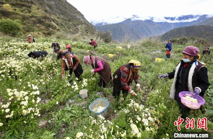 “落戶”黑水的杭白菊。桐鄉(xiāng)市宣傳部提供