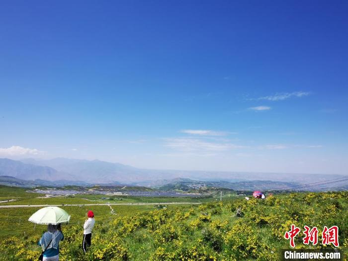 2020年07月07日拍攝于臨夏州積石山縣境內(nèi)，生態(tài)環(huán)境逐漸恢復(fù)，小黃花開遍山間。(資料圖) 殷春永 攝
