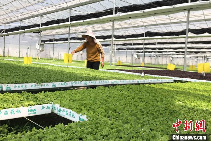 圖為會澤現(xiàn)代化農(nóng)業(yè)產(chǎn)業(yè)扶貧基地內(nèi)，貧困戶成為了產(chǎn)業(yè)工人?！】姵?攝