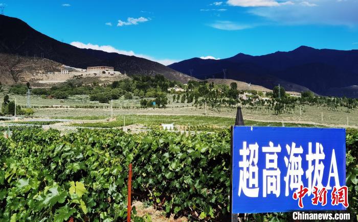 圖為桑日縣種植的葡萄?！∩侥仙Ｈ湛h委宣傳部提供