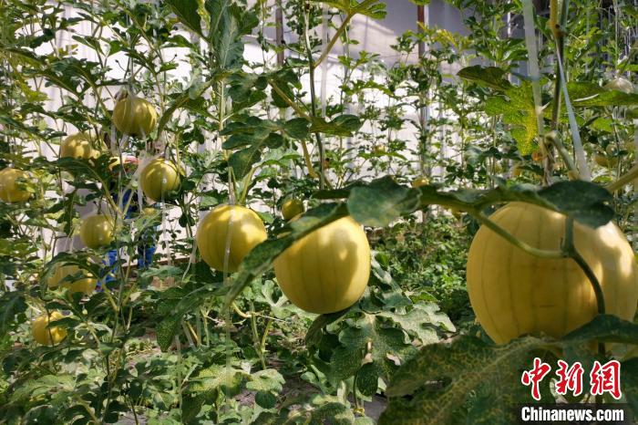 圖為康馬縣大棚內(nèi)的金太陽西瓜?！⒔ㄜ?攝